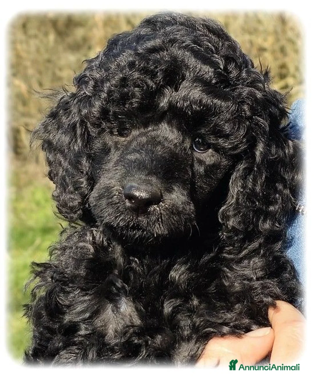 Immagine della galleria {{count}}