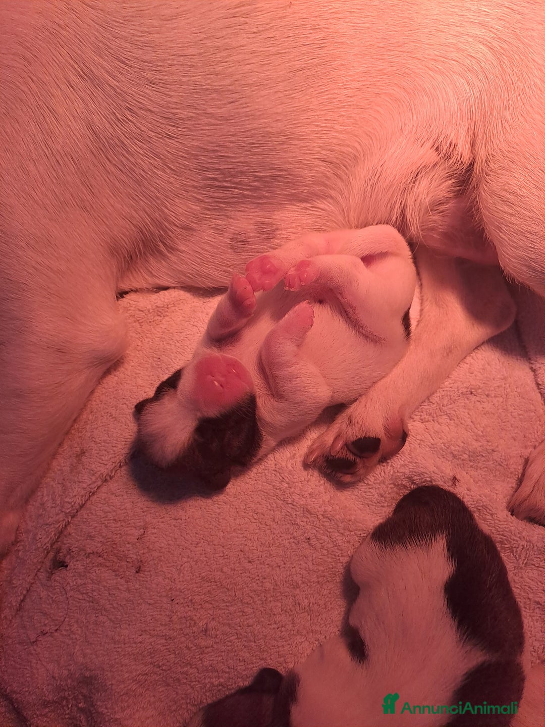 Jack Russell cani in vendita: Meravigliosi cuccioli di jack russell - Annuncio 3