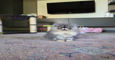 Persiano gatti a Provincia di Padova - Annuncio 3
