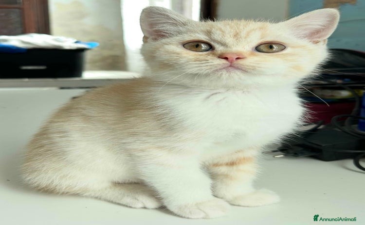 British gatti - Annuncio 7