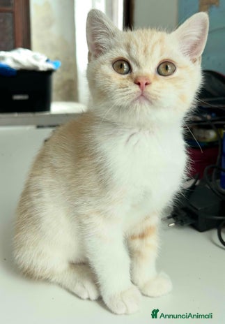 British gatti - Annuncio 10