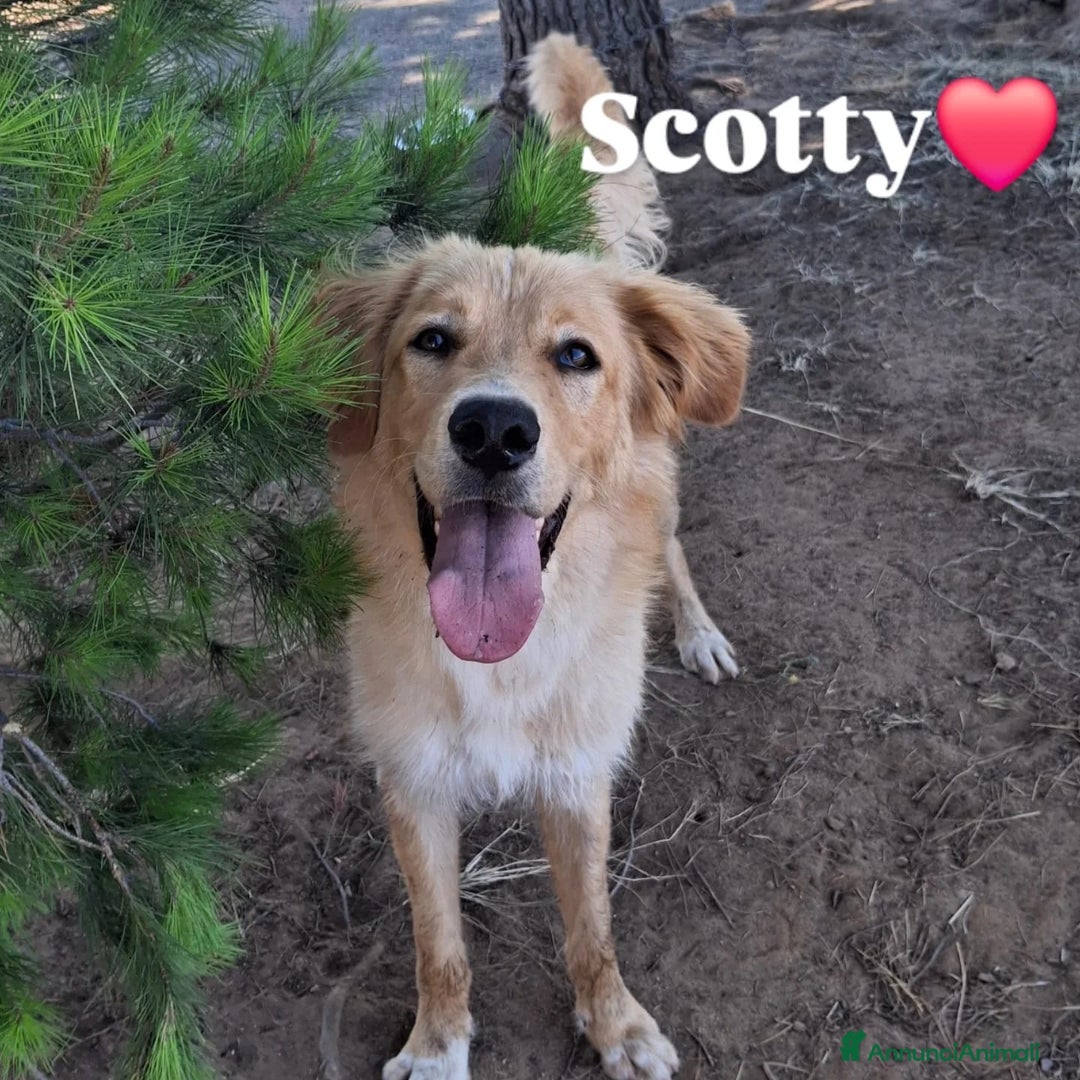 Meticcio cani in regalo: SCOTTY 💙 - il cucciolo invisibile 💔 a Provincia di Como - Immagine 8