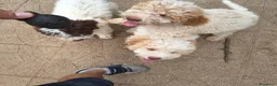 Lagotto cani in vendita: CUCCIOLI DI LAGOTTO ROMAGNOLO CON PEDIGREE - Annuncio 2