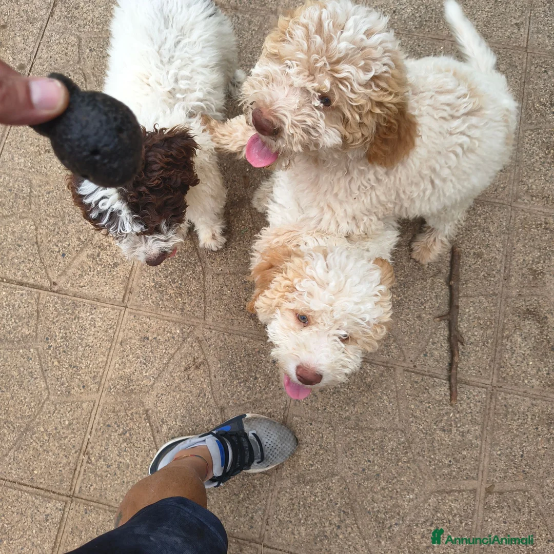 Lagotto cani in vendita: CUCCIOLI DI LAGOTTO ROMAGNOLO CON PEDIGREE - Annuncio 2