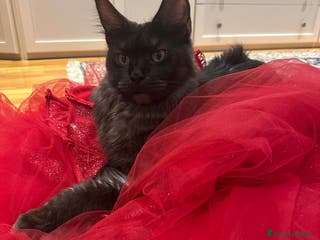 Maine Coon gatti Bellisime femine da mama e papa grandisimi - Annuncio 27