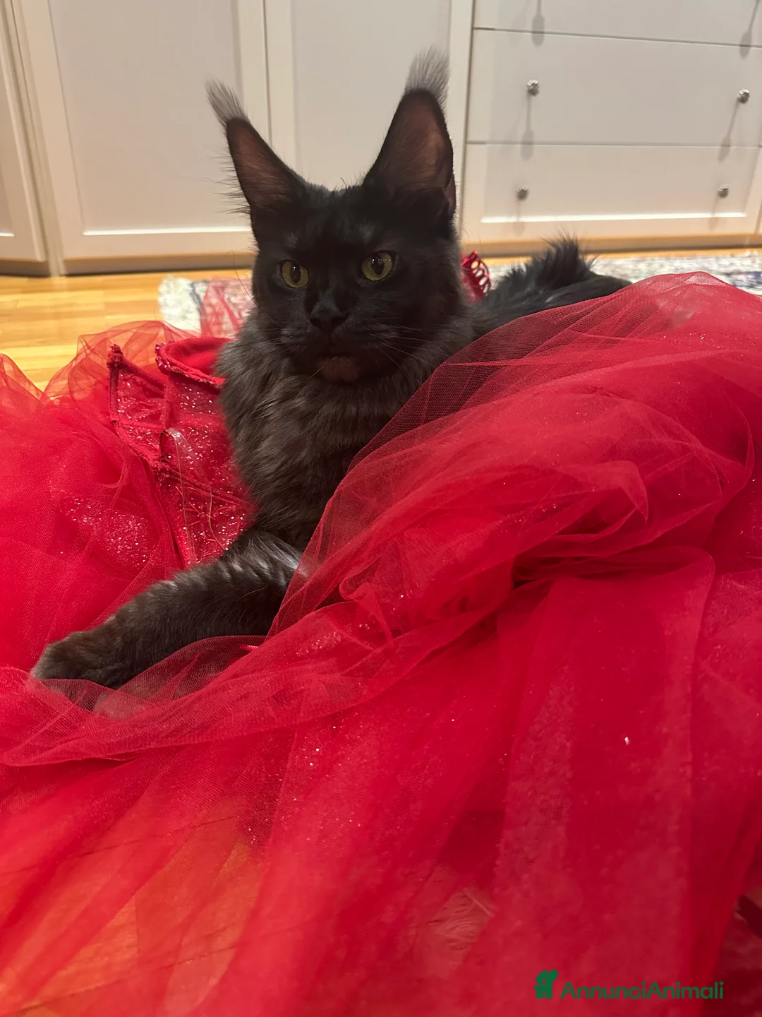 Maine Coon gatti in vendita: Bellisime femine da mama e papa grandisimi - Annuncio 1