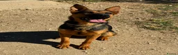 Pastore Tedesco cani in regalo: Pepita  a Città Metropolitana di Bari - Annuncio 4
