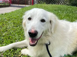 Meticcio cani TIMOTHY SEGNI PARTICOLARI BELLISSIMO - Annuncio 30