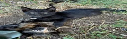 Europeo gatti in regalo: Gattini maschio e femmina 2 mesi  - Annuncio 4