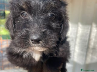 Meticcio cani in regalo: SOS SOS SMERALDO - Annuncio 2