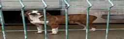 Segugio cani in regalo: Stefy - Annuncio 4