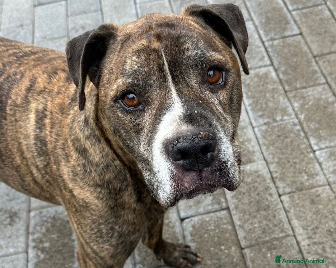 Meticcio cani in regalo: THOR PIT SIMPATICO - Annuncio 1