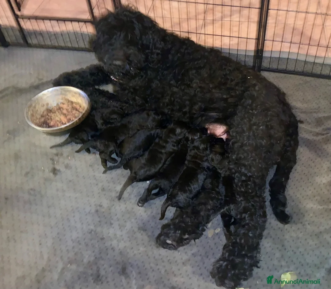 Terrier Nero Russo cani in vendita: Disponibili cuccioli di Terrier Nero Russo a Provincia di Novara - Annuncio 6