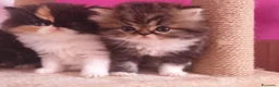 Persiano gatti in vendita: gattini persiani - Annuncio 7