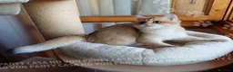 Scottish gatti in vendita: Cuccioli Scottish Straight - Annuncio 19