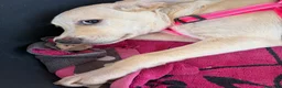 Meticcio cani in regalo: 🐾 CERCASI CASA PER LA VITA! 🐾 - Annuncio 6