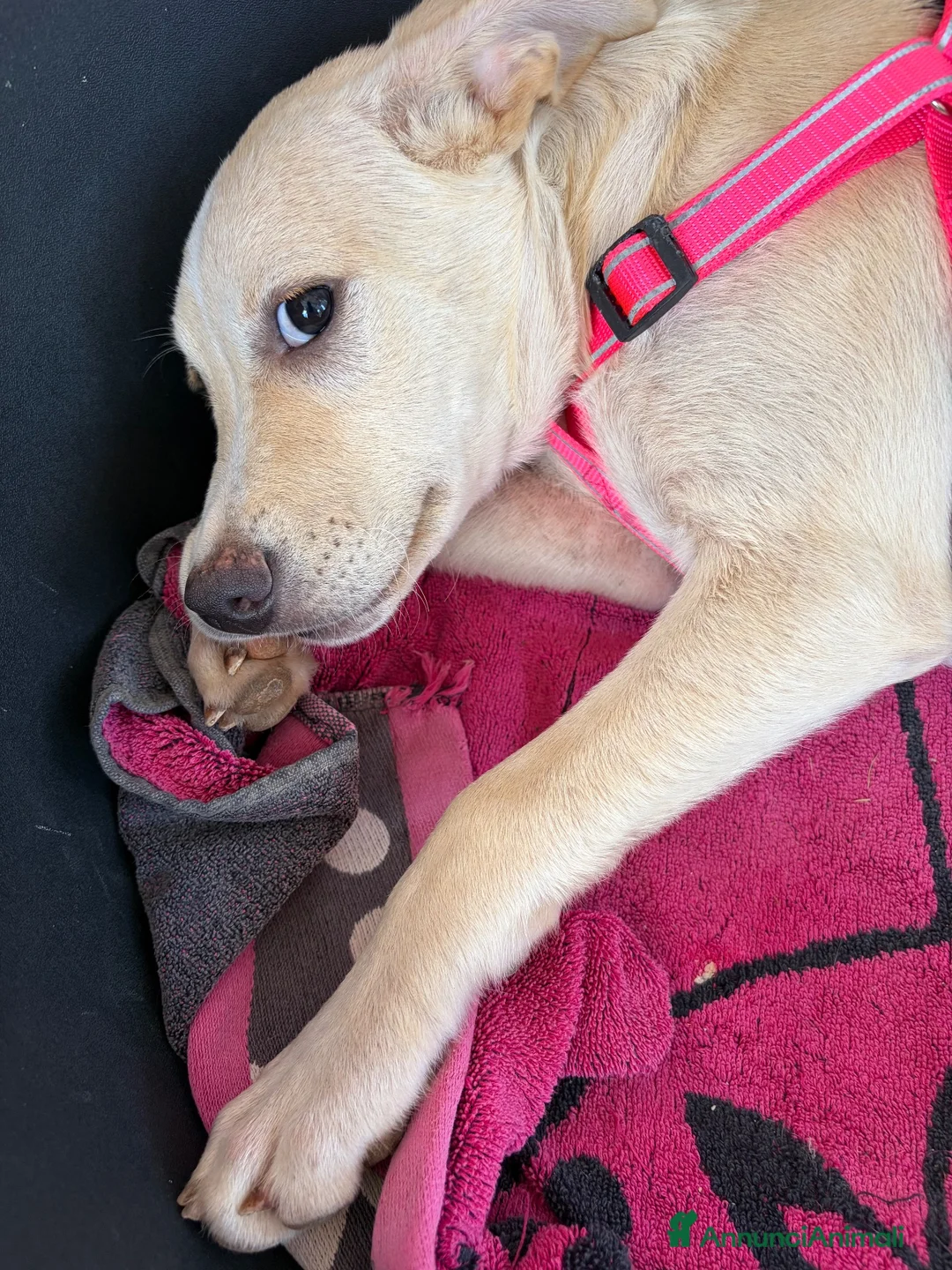Meticcio cani in regalo: 🐾 CERCASI CASA PER LA VITA! 🐾 - Annuncio 6