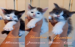 Maine Coon gatti in vendita: Gattini Maine coon - Immagine 1