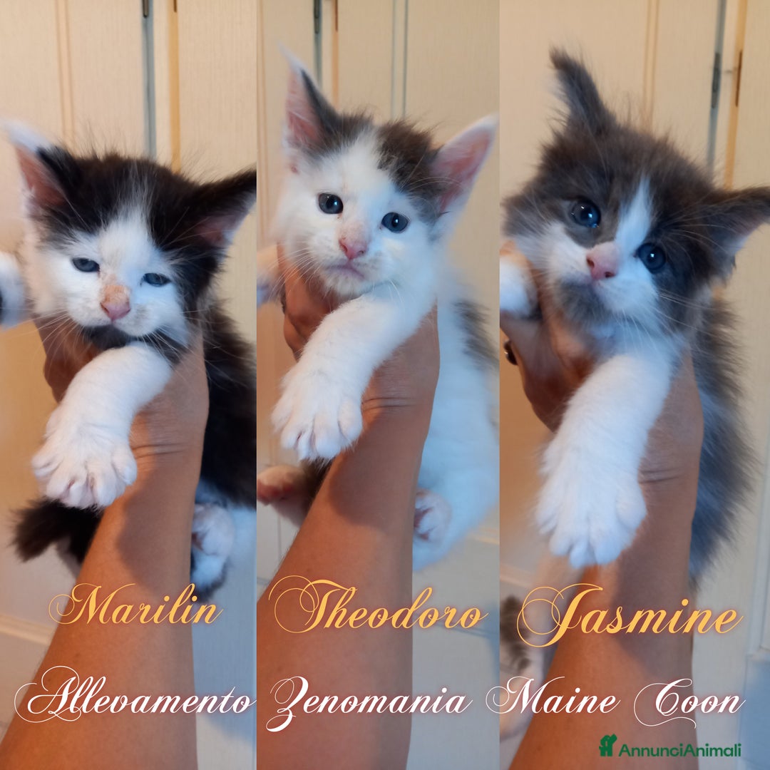 Maine Coon gatti in vendita: Gattini Maine coon - Immagine 1