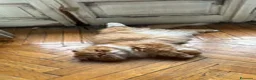 Persiano gatti per accoppiamento: Una compagna per il mio gatto persiano a Città Metropolitana di Torino - Annuncio 4