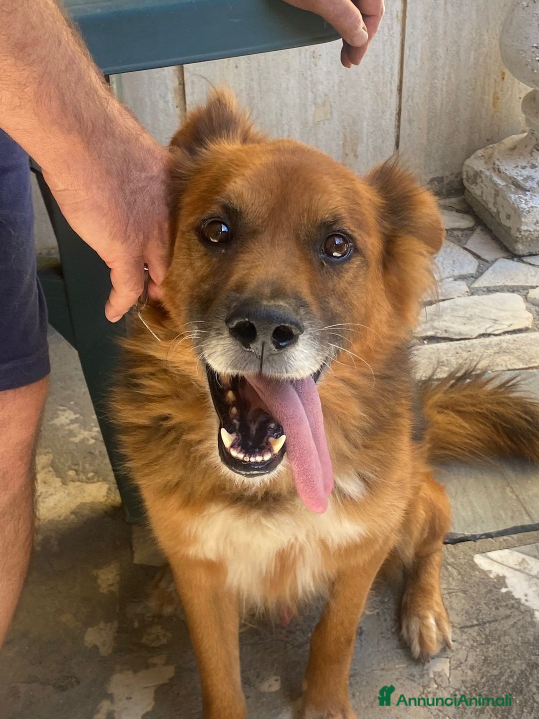 Meticcio cani in regalo: FULMINE 9 anni cerca adozione! - Annuncio 6