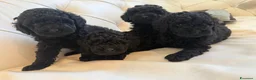 Barboncino cani in vendita: Barboncini nani - Annuncio 1