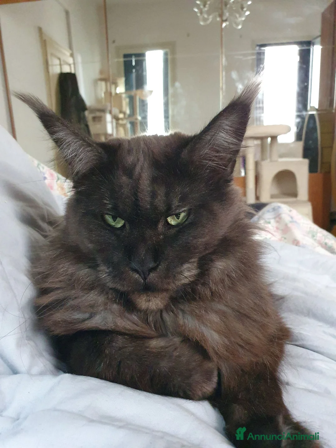 Immagine della galleria {{count}}