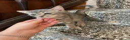 Meticcio gatti in vendita: Gattino simpatico  - Annuncio 4
