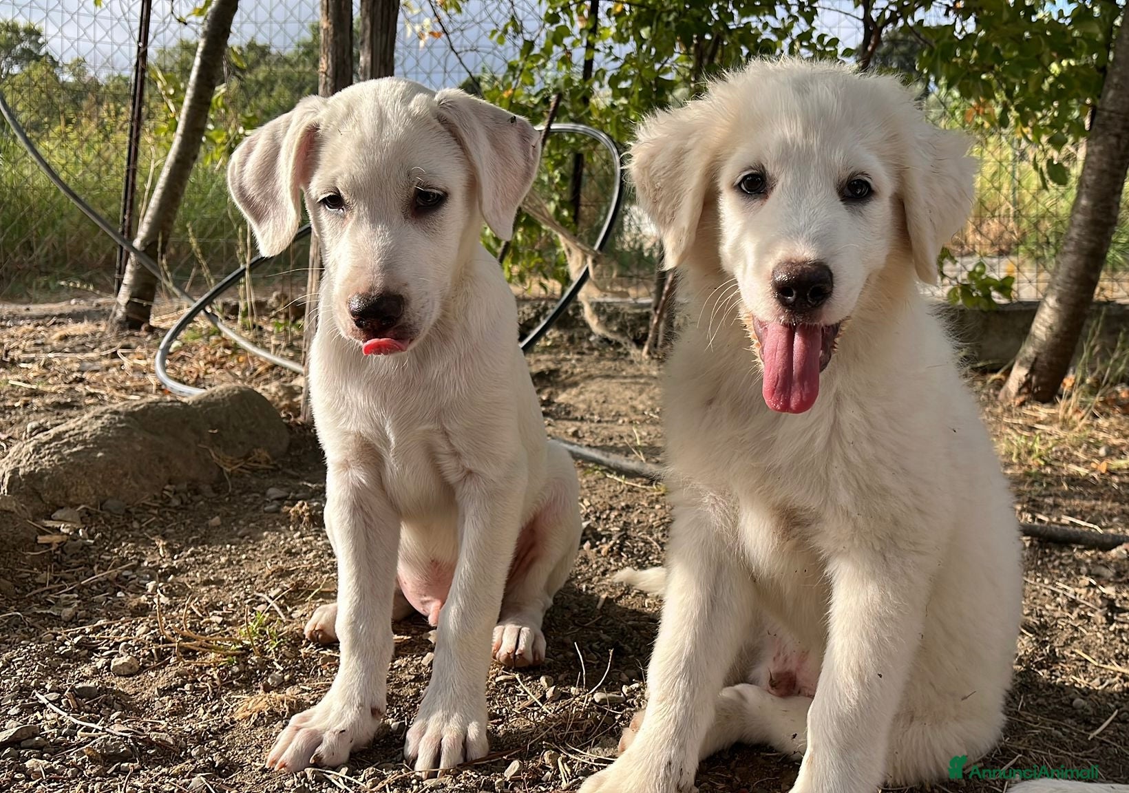 Pastore Maremmano cani 3 cuccioli meravigliosi 3 mesi taglia medio grand - Annuncio 2