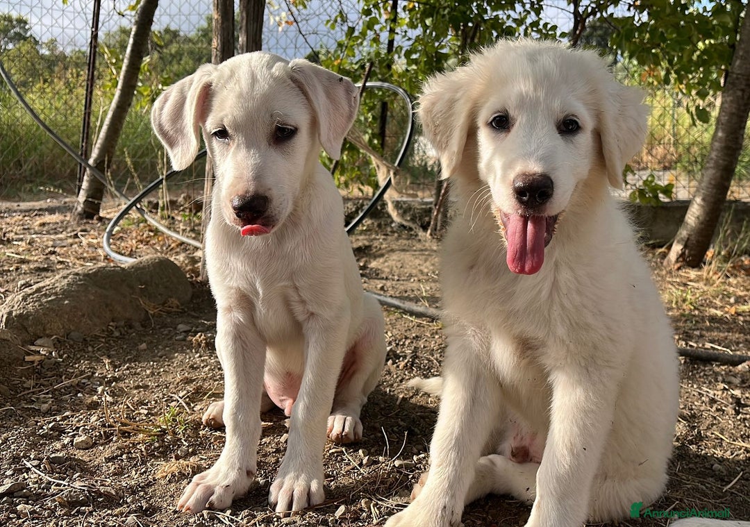 Pastore Maremmano cani in regalo: 3 cuccioli meravigliosi 3 mesi taglia medio grand - Annuncio 2