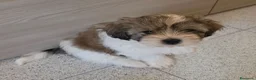 Shih Tzu cani in vendita: Cuccioli maschietti 2 vendesi - Annuncio 6