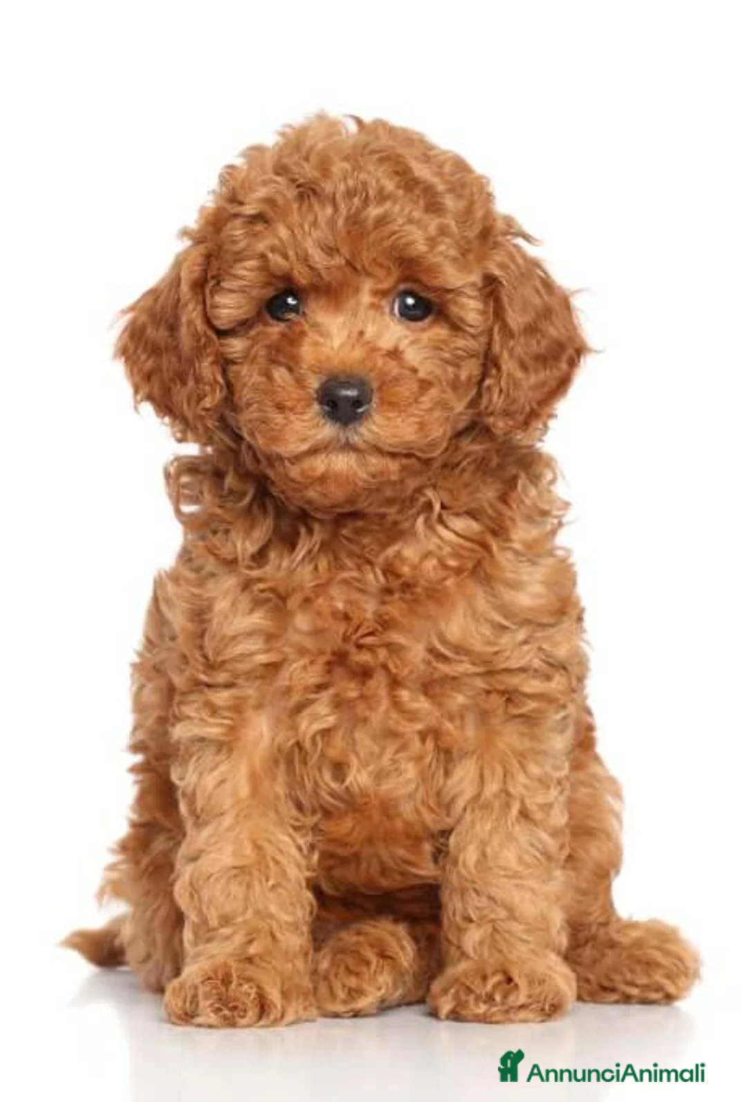 Barboncino Toy cani in vendita: Barboncini Toy a Città Metropolitana di Torino - Annuncio 2