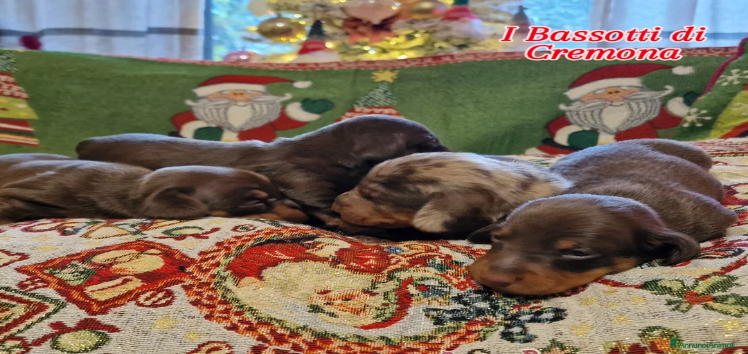 Immagine della galleria {{count}}