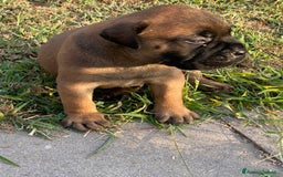Bullmastiff cani in vendita: Cuccioli Bullmastiff  - Immagine 4
