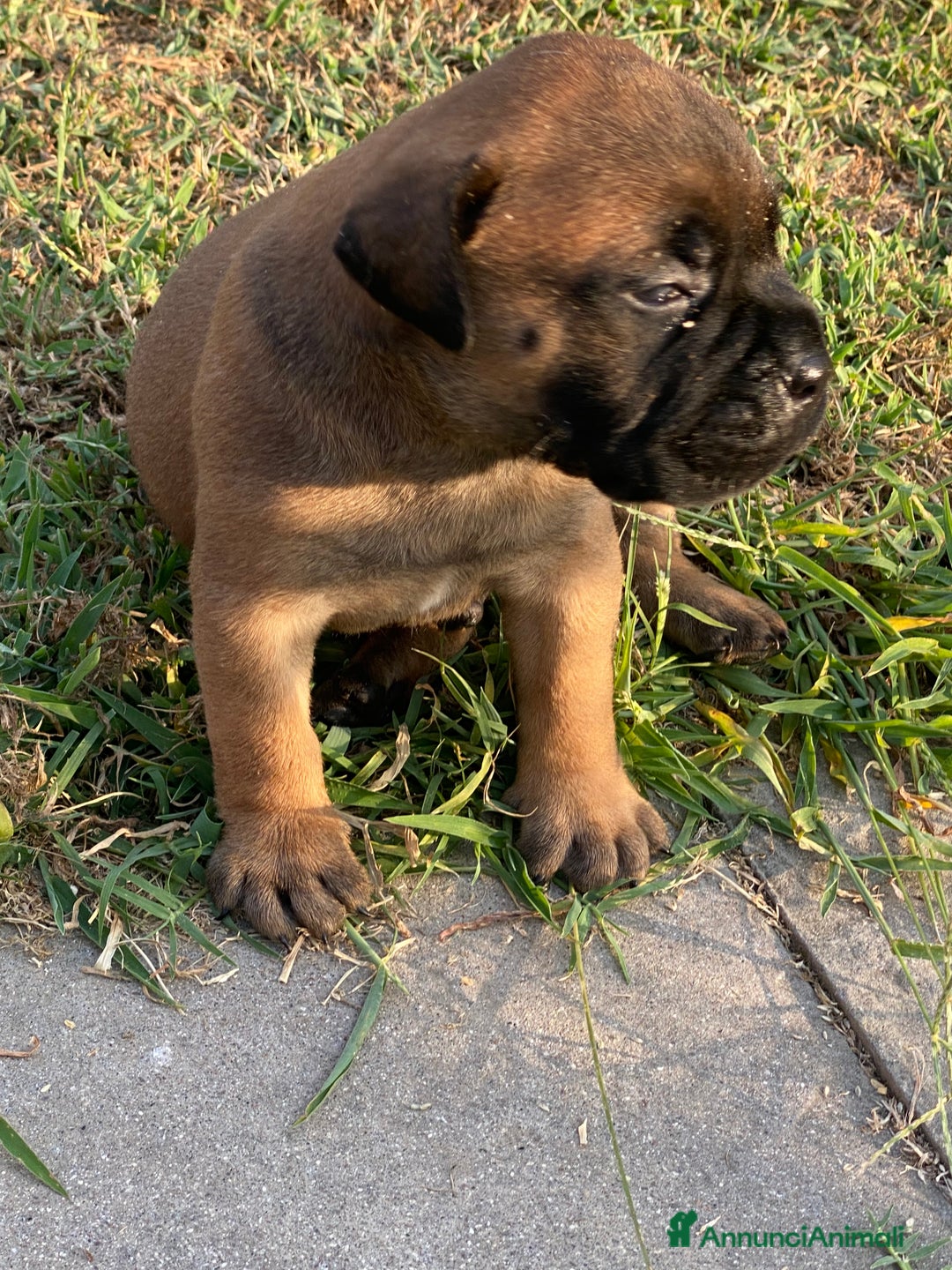 Bullmastiff cani in vendita: Cuccioli Bullmastiff  - Annuncio 4