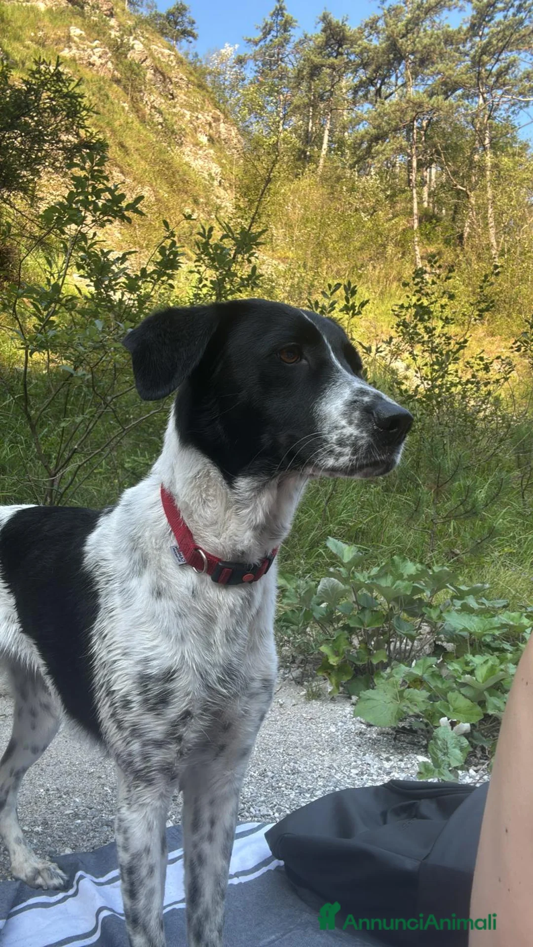 Meticcio cani in regalo: URGENTE - TRIESTE a Provincia di Trieste - Annuncio 1
