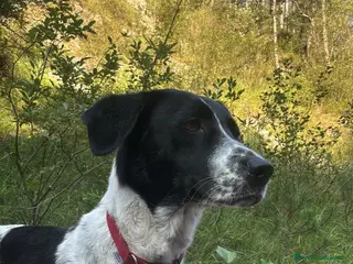 Meticcio cani URGENTE - TRIESTE a Provincia di Trieste - Annuncio 38