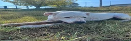 Dogo Argentino cani in regalo: ANITA educata ed affettuosa con le persone - Annuncio 5