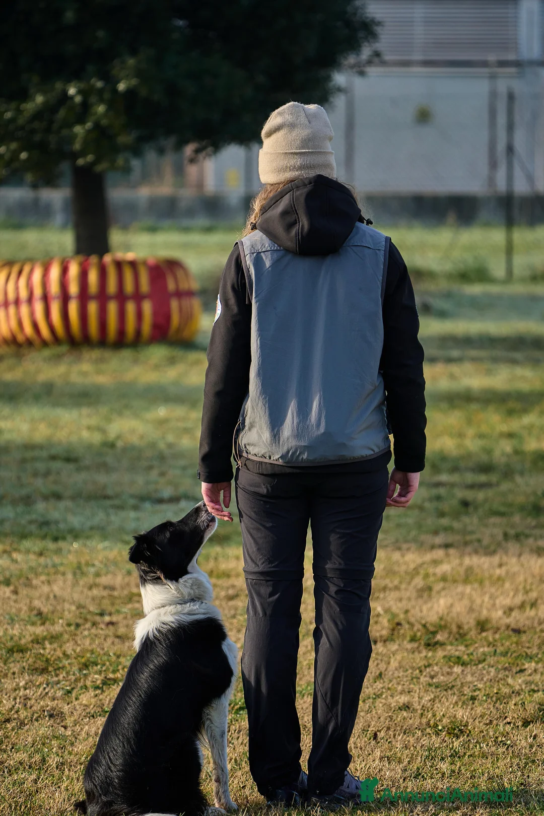 Border Collie cani per accoppiamento: Yuma cerca un fidanzato - Annuncio 6