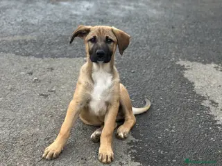 Meticcio cani BALÙ CERCA FAMIGLIA - Annuncio 10