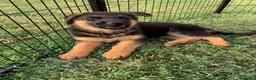 Pastore Tedesco cani in vendita: cuccioli - Annuncio 13