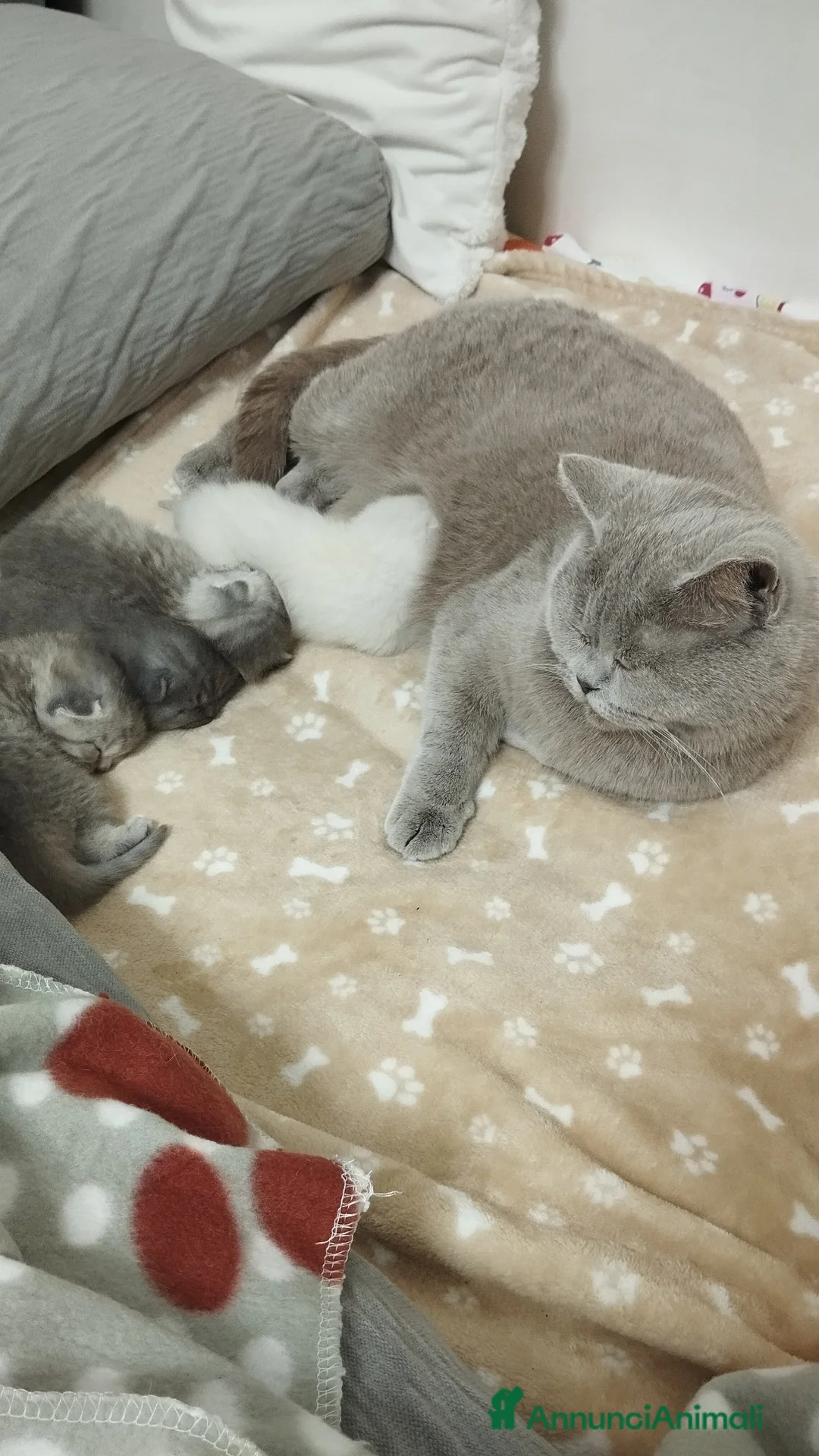 Scottish gatti in vendita: Cuccioli scottish fold e straight  - Annuncio 5