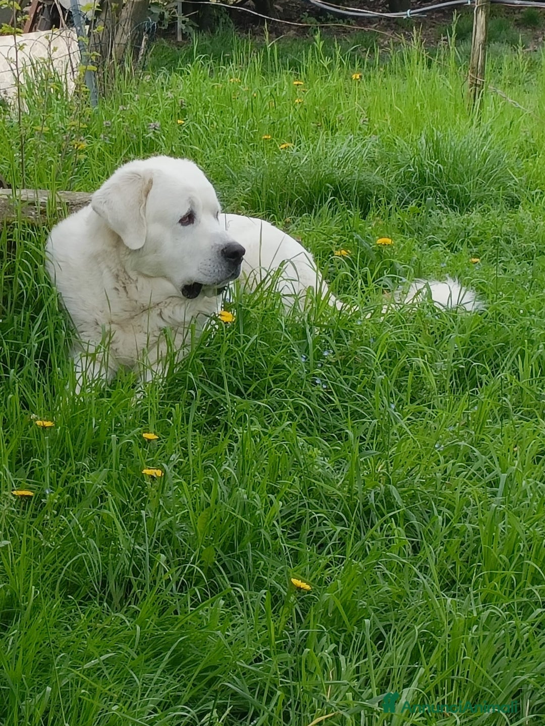 Pastore Asia Centrale cani in vendita: Pastore Asia Centrale  - Annuncio 5