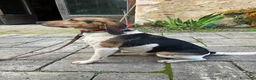 Meticcio cani in regalo: SNOOPY buono con tutti! - Annuncio 3