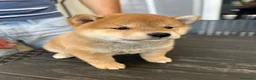 Shiba Inu cani in vendita: Cuccioli di Shiba Inu a Provincia di Frosinone - Annuncio 6