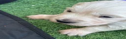 Golden Retriever cani in vendita: CUCCIOLI GOLDEN RETRIVER  - Annuncio 5