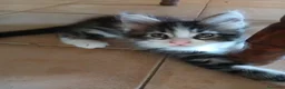 Maine Coon gatti in vendita: Gattini Maine Coon cercano famiglie a Libero consorzio comunale di Agrigento - Annuncio 8