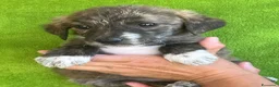 Meticcio cani in regalo: Cucciolo taglia medio piccola - Annuncio 3