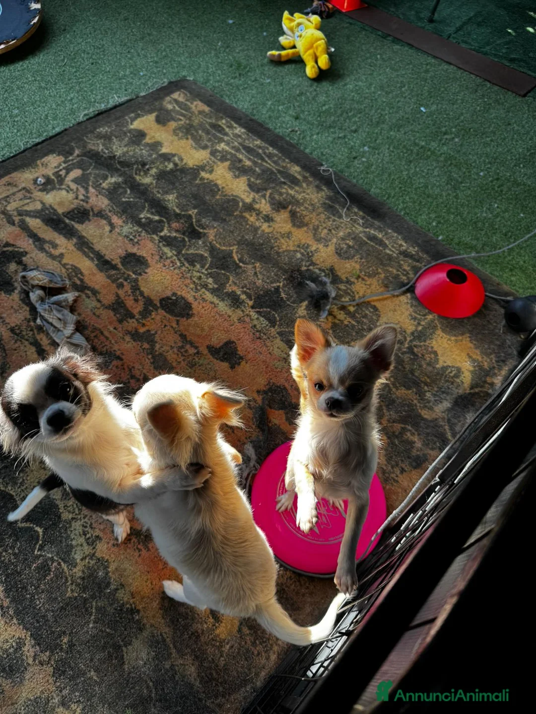 Chihuahua cani in vendita: CHIHUAHUA PELO LUNGO - MASCHI - Annuncio 12