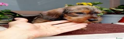 Bassotto cani in vendita: Bassotto pelo duro nano con pedigree  - Annuncio 11